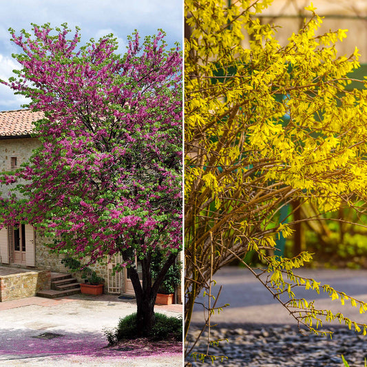 Collectie van heesters : Forsythia en Judasboom (x2) - Bakker