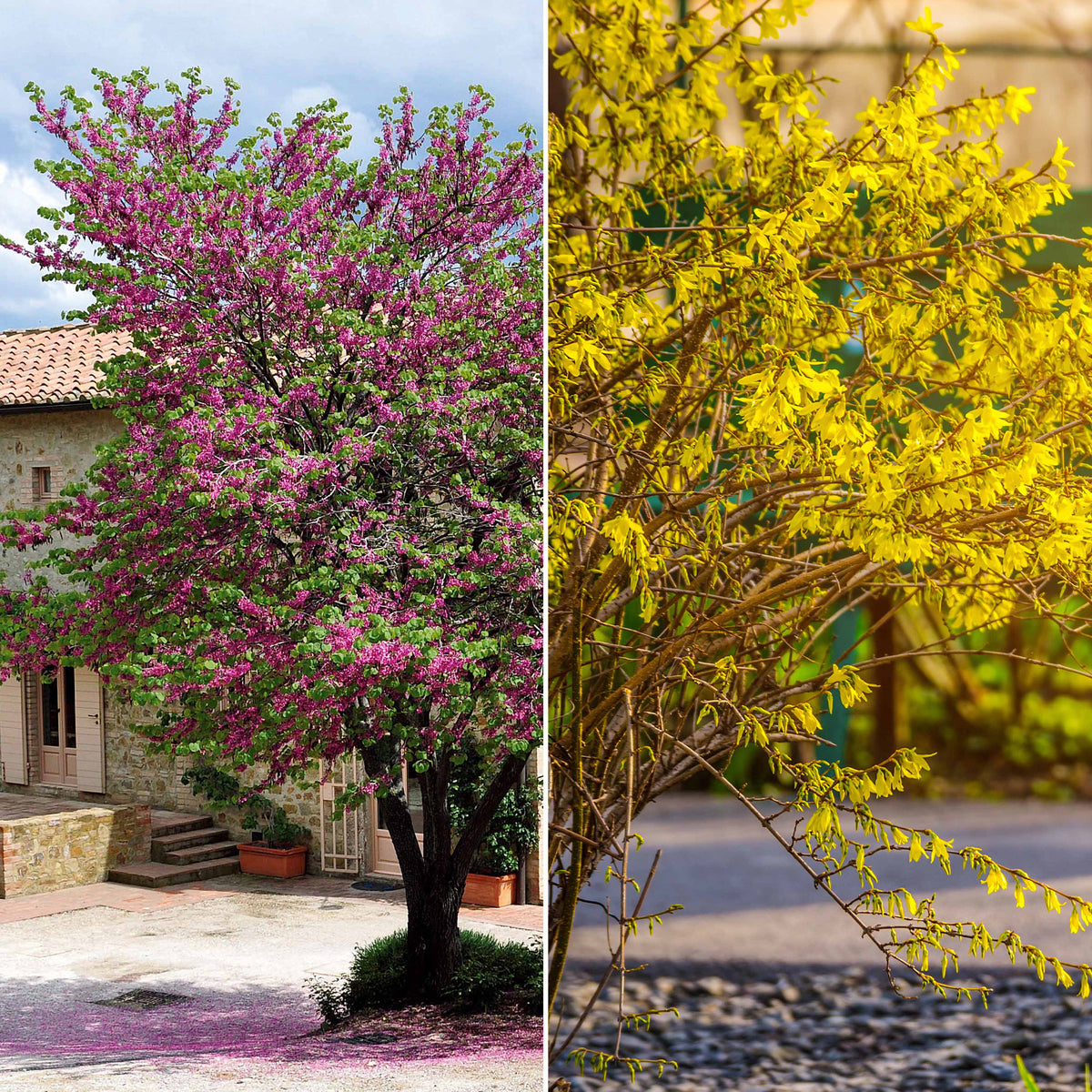 Collectie van heesters : Forsythia en Judasboom (x2) - Bakker