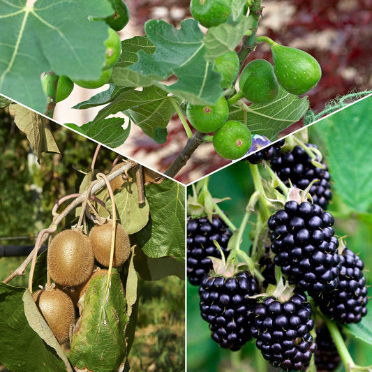 Zomerfruit - Mix moerbei + vijg + kiwi (x3) - Bakker