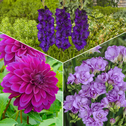 Bloembollen - Mix Dahlia + Gladiolus + Freesia (x20) - Bakker