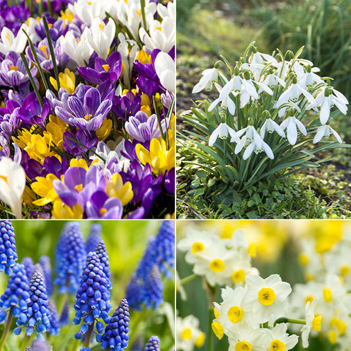 Narcissus, Tulipa, Crocus, Allium, Muscari, Anemone, Galanthus - Bloembollen Running Wild mix (x100) - Bloembollenpaketten