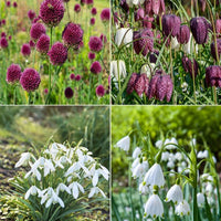Bloembollen Vlinder Voedsel mix (x70) - Eranthis, Galanthus, Leucojum, Muscari, Fritillaria, Tulipa, Allium - Bakker