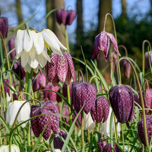 Bloembollenpaketten - Bloembollen Vlinder Voedsel mix (x70) - Eranthis, Galanthus, Leucojum, Muscari, Fritillaria, Tulipa, Allium