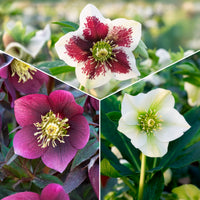 Kerstroos (x4) - Bakker