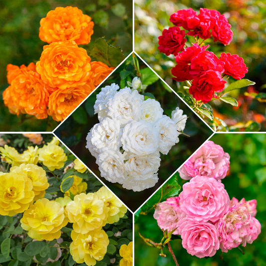 Perkrozen Mix (x10) - Bakker