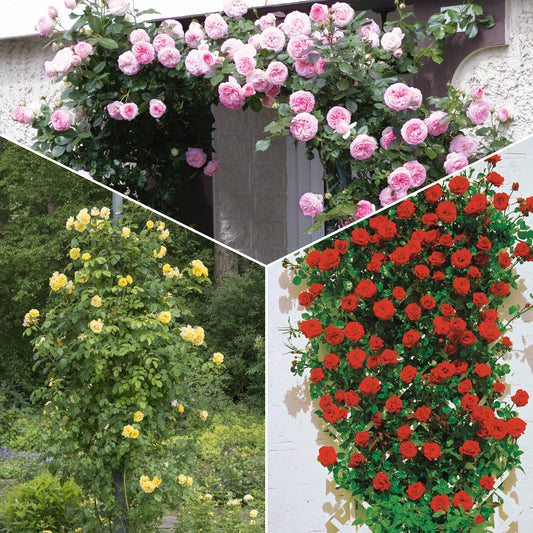 Klimroos Mix 'Ronsard' + 'Golden Gate' + 'Santana' (x3) - Bakker