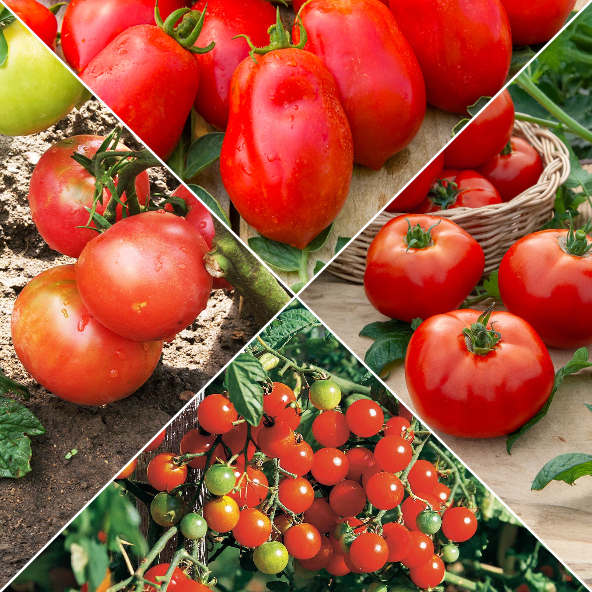 Collectie tomaten - Bakker