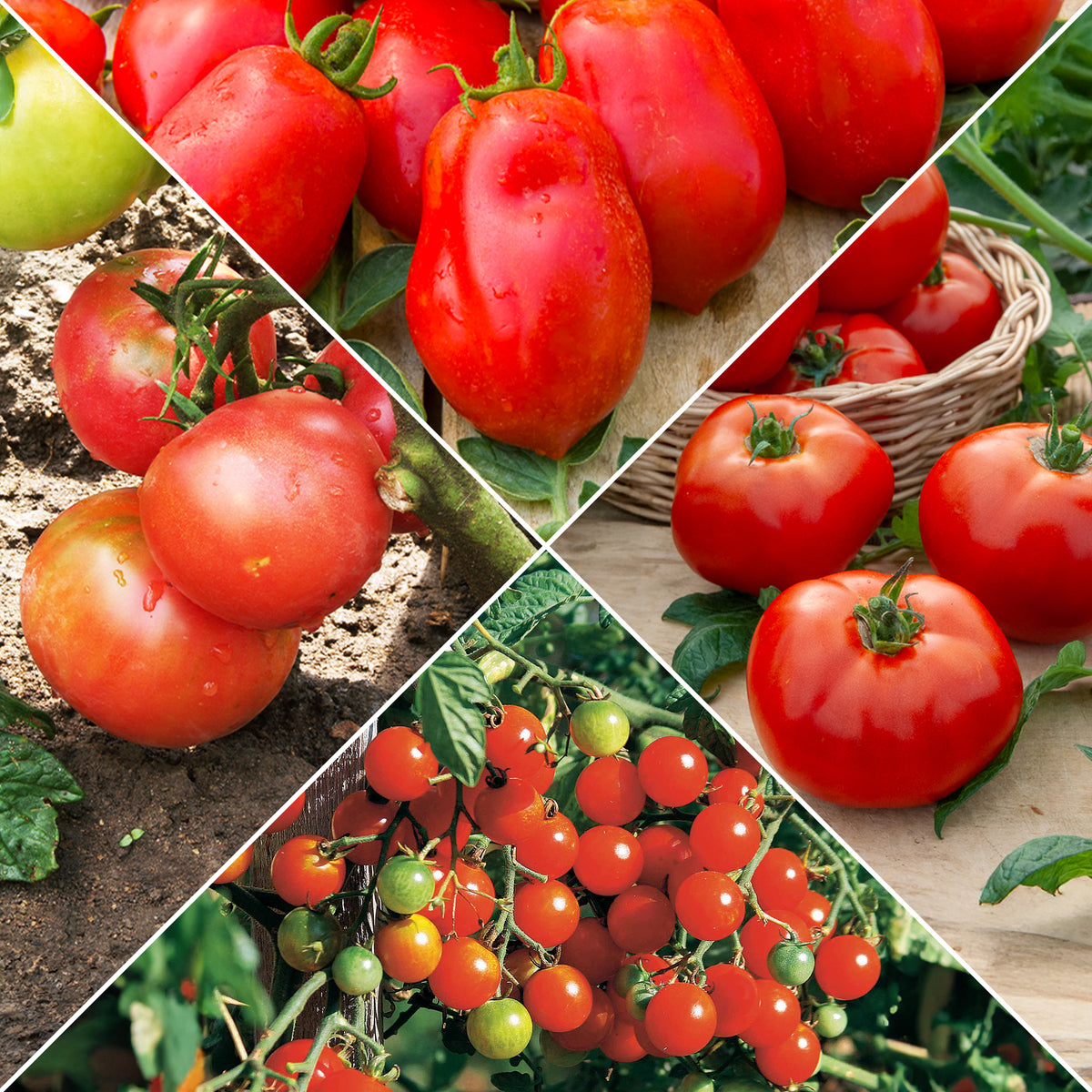 Collectie tomaten - Bakker