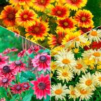 Zonnehoed, Kokardebloem, Margriet (x6) - Bakker