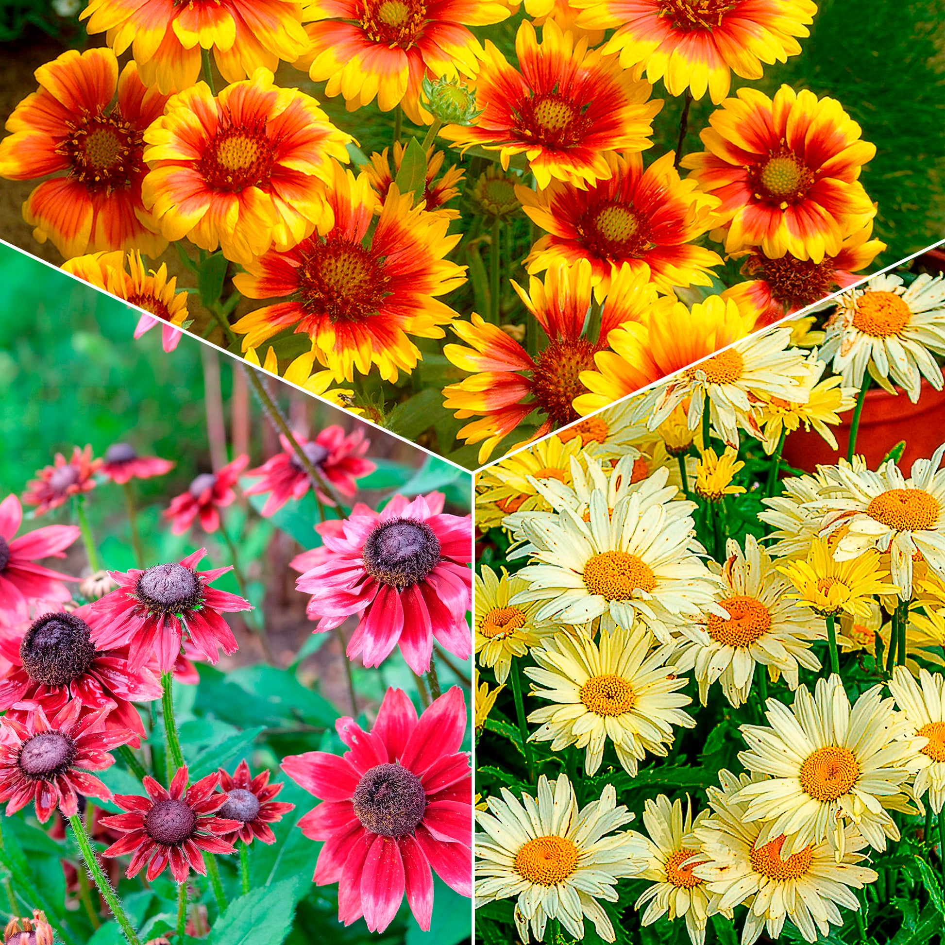 Zonnehoed, Kokardebloem, Margriet (x6) - Bakker