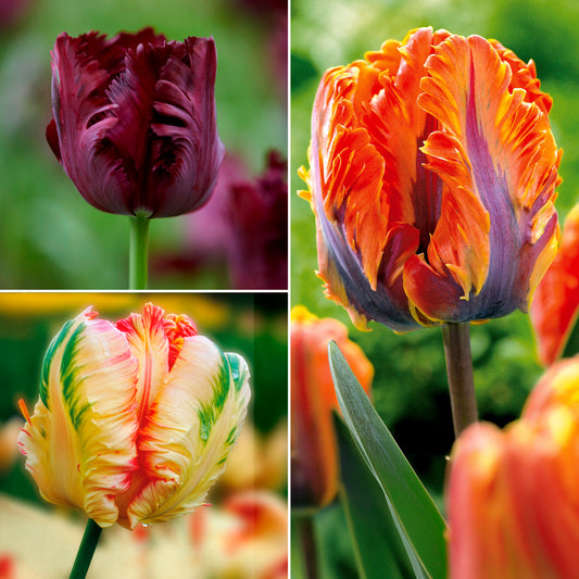 Parkiet Tulpen collectie: 'Princes Irene' + 'Black Parrot' + 'Apricot Parrot' (x24) - Bakker