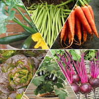 Moestuinmix #1 - Assortiment pour carré potager #1 - Bakker