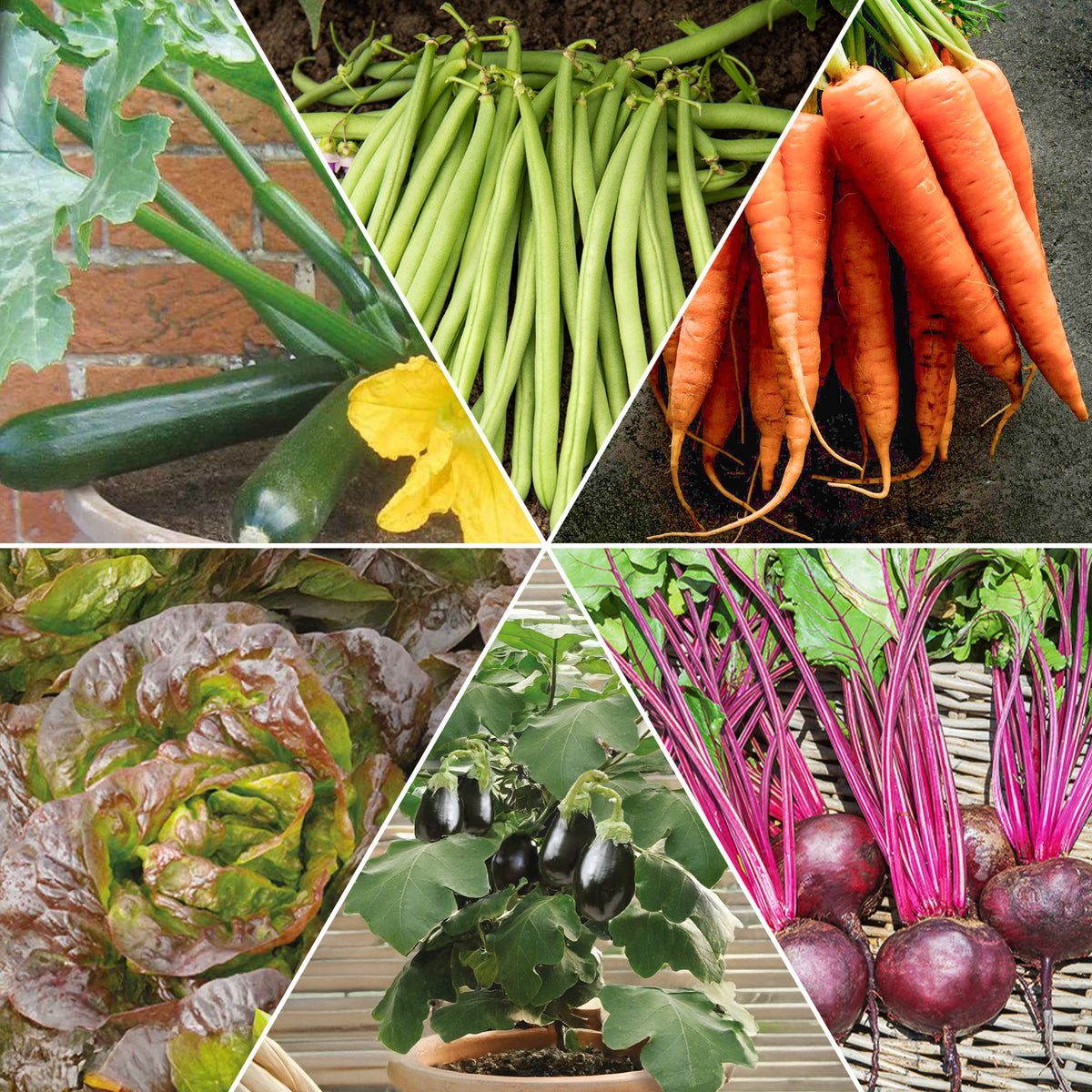 Moestuinmix #1 - Assortiment pour carré potager #1 - Bakker