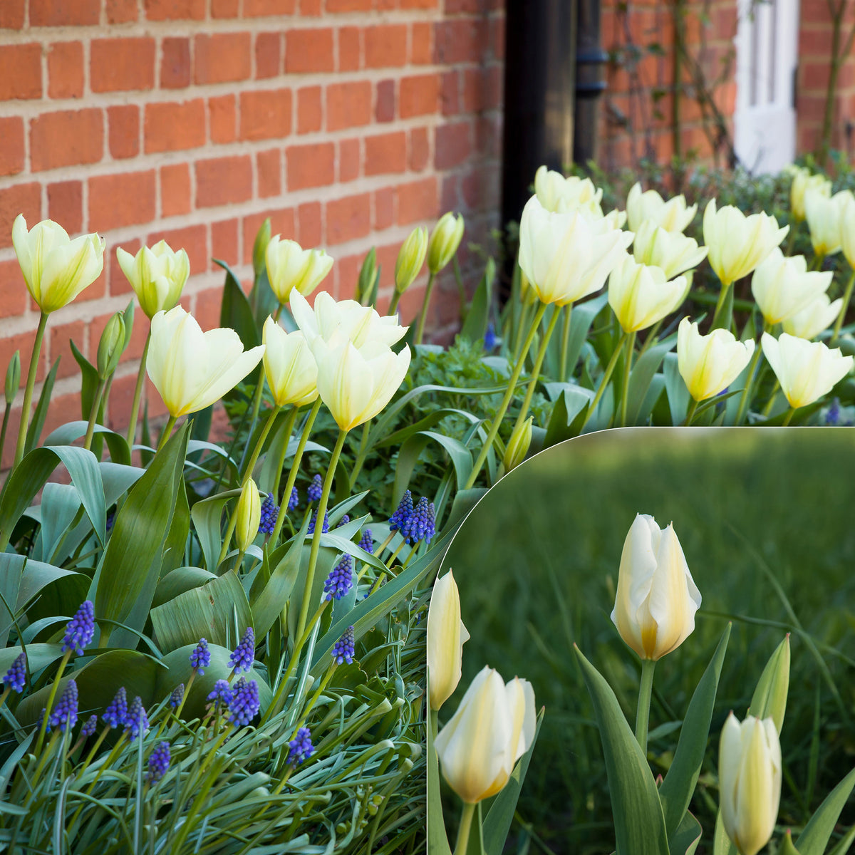 Tulpen Fosteriana Purissima - Bakker
