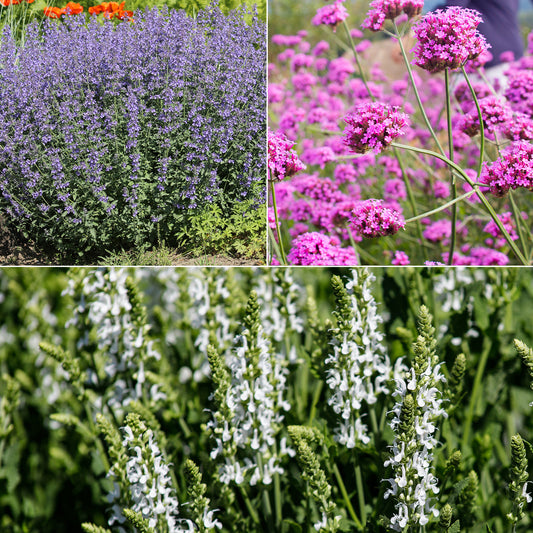 Bloemperk in de zon Paars & Wit - Bakker