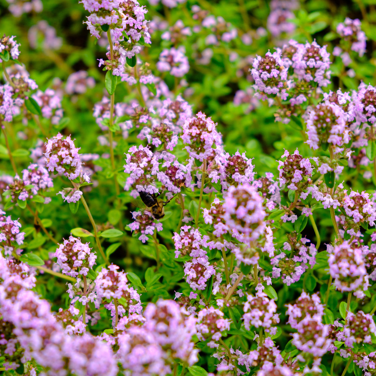 Zaaimat Roze bloemen - Phlox, Saponaria, Thymus - Bakker