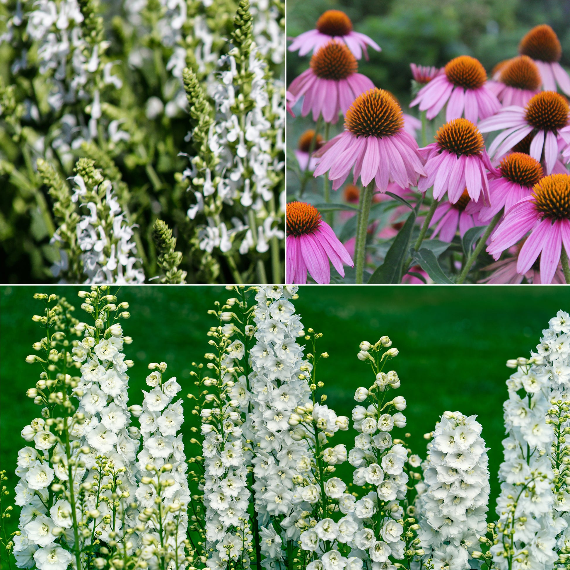 Vaste planten Mix Roze & Wit - Bakker