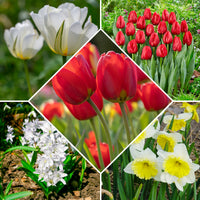 Voorjaarsbollen voor rood-witte border - Narcissus Ice Follies, Pusckina alba, Tulipa Apeldoorn, Exotic Emperor, Seadov - Bakker