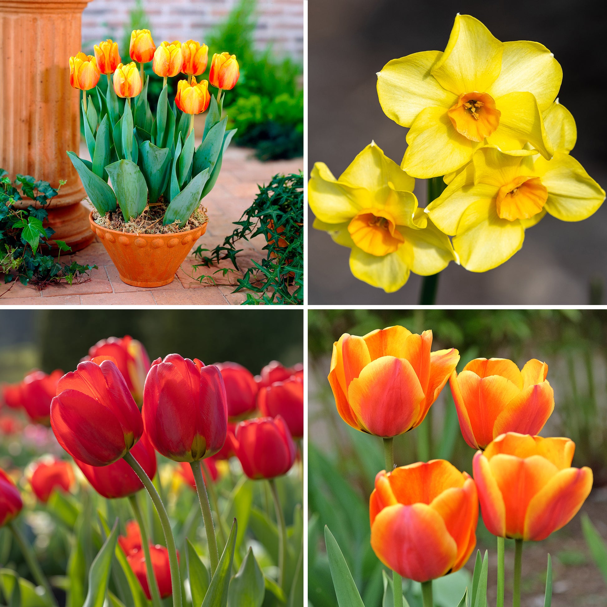 Verkoop Voorjaarsbollen voor geel-oranje border - Tulipa Orange Breeze, Blushing Apeldorn, Appeldorn's Elite, Narcissus Martinette