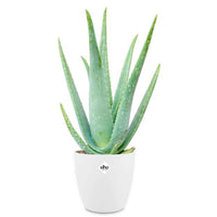 Aloe Vera - Aloe vera - Bakker