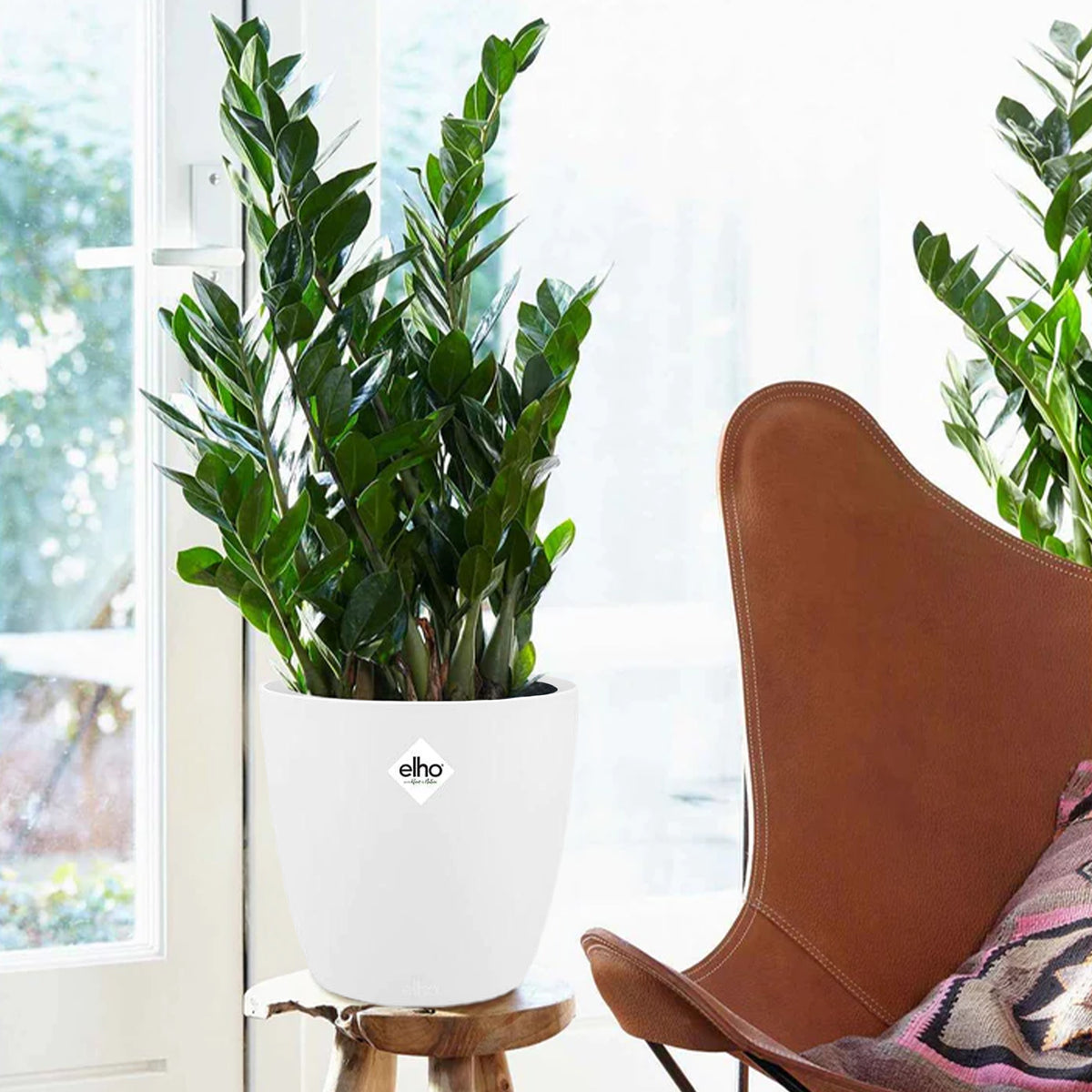 ZZ-plant incl. witte sierpot - Bakker