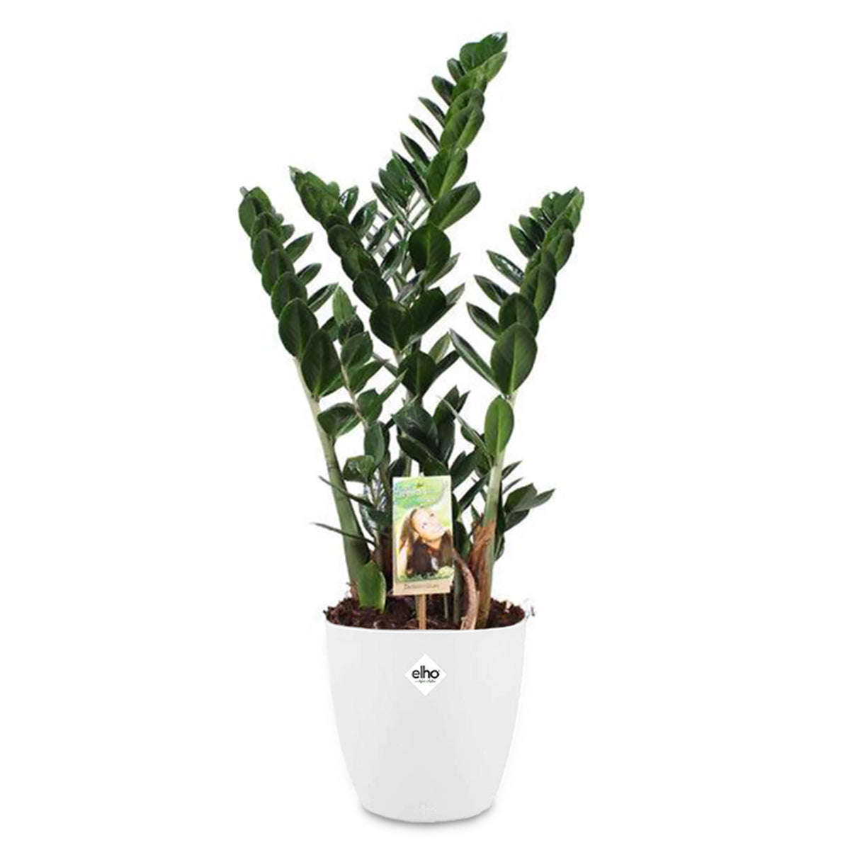 ZZ-plant incl. witte sierpot - Zamioculcas zamiifolia - Bakker