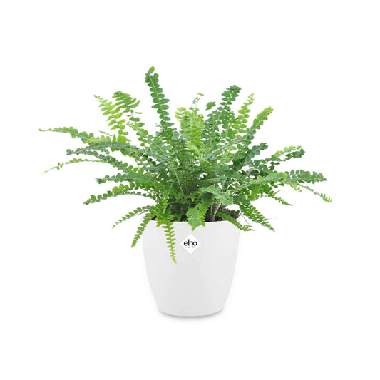 Krulvaren 'Duffi' incl. witte sierpot - Bakker