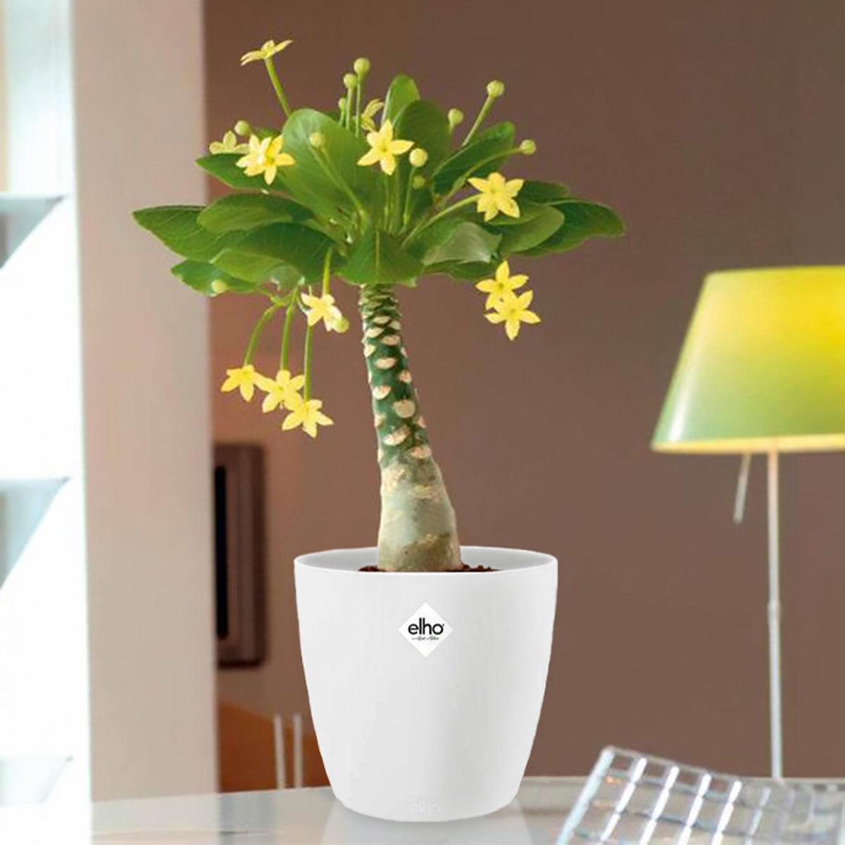 Brighamia insignis kirsten - Hawaiiaanse palmboom incl. witte sierpot - Kamerplanten met potten