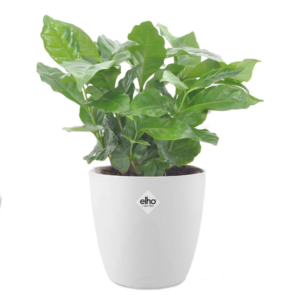 Koffieplant incl. witte sierpot - Bakker
