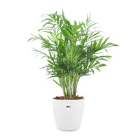 Bergpalm incl. witte sierpot - Chamaedorea elegans - Bakker
