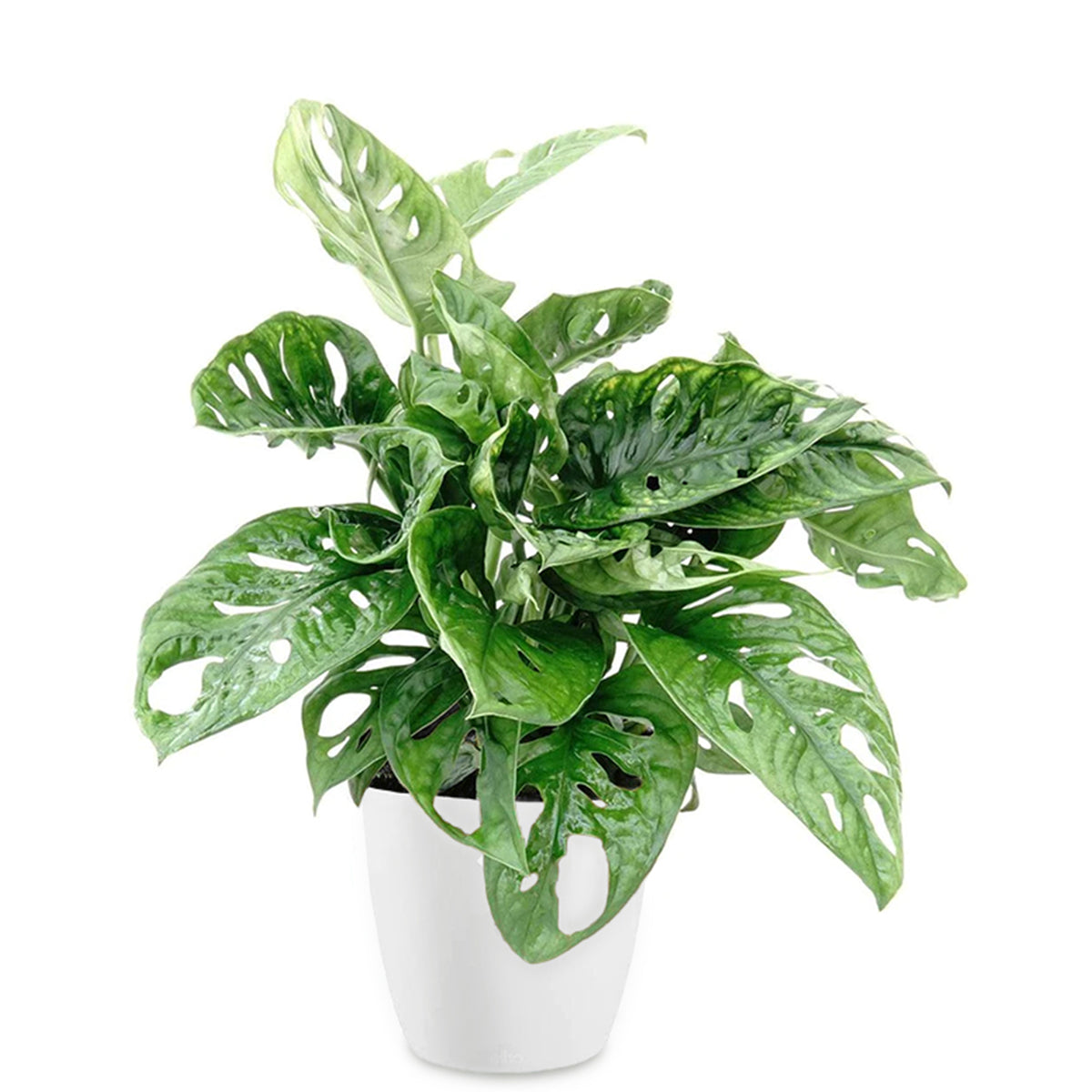 Philodendron Monstera Monkey Mask incl. witte sierpot ELHO - Monstera deliciosa Monkey Mask - Bakker