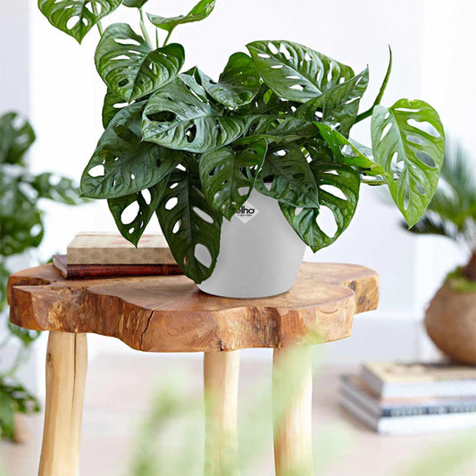 Philodendron Monstera Monkey Mask incl. witte sierpot ELHO - Bakker