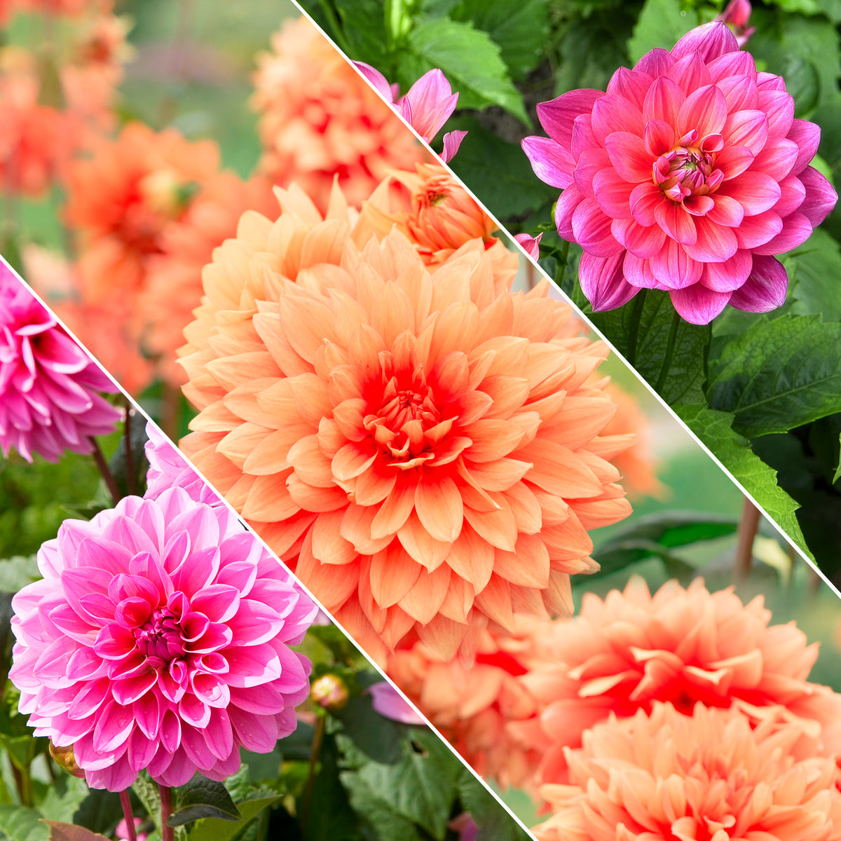 Grootbloemige Dahlia Mix - Bakker