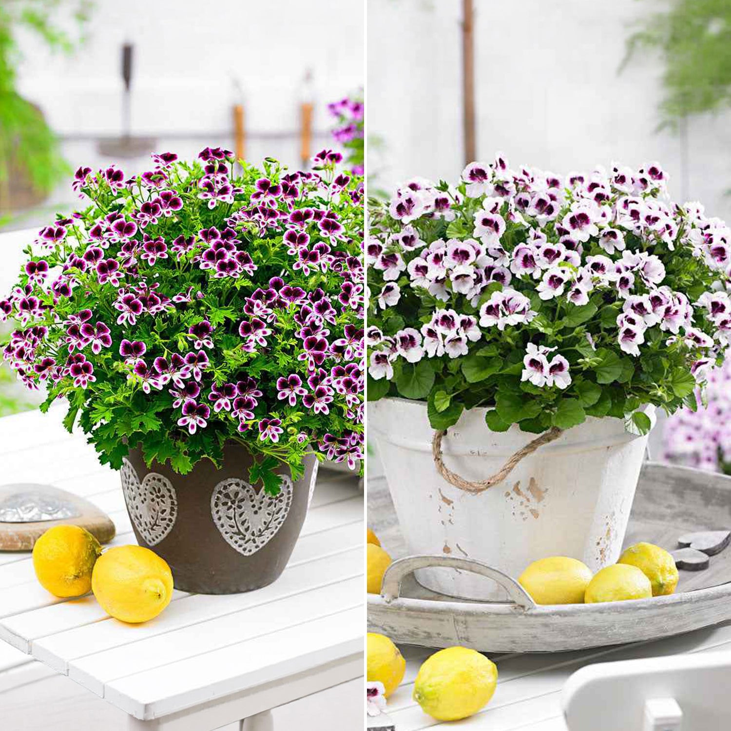 Balkon- en terrasbloemen