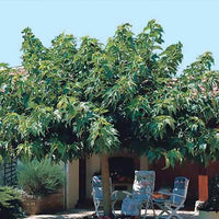 Witte moerbei 'Macrophylla' - moerbeiboom - Bakker