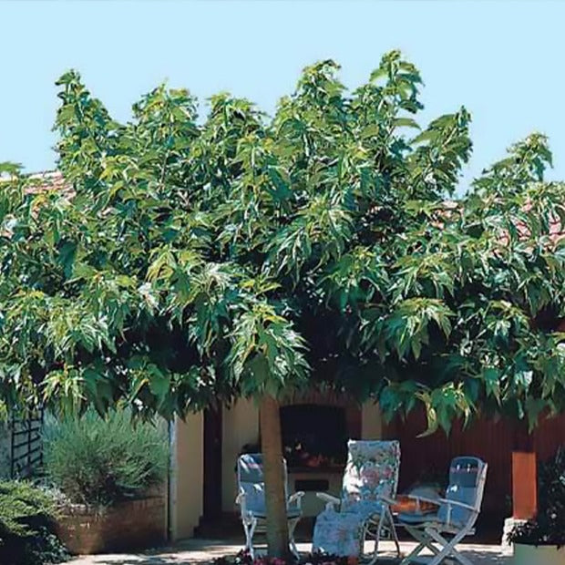 Witte moerbei 'Macrophylla' - Morus alba macrophylla