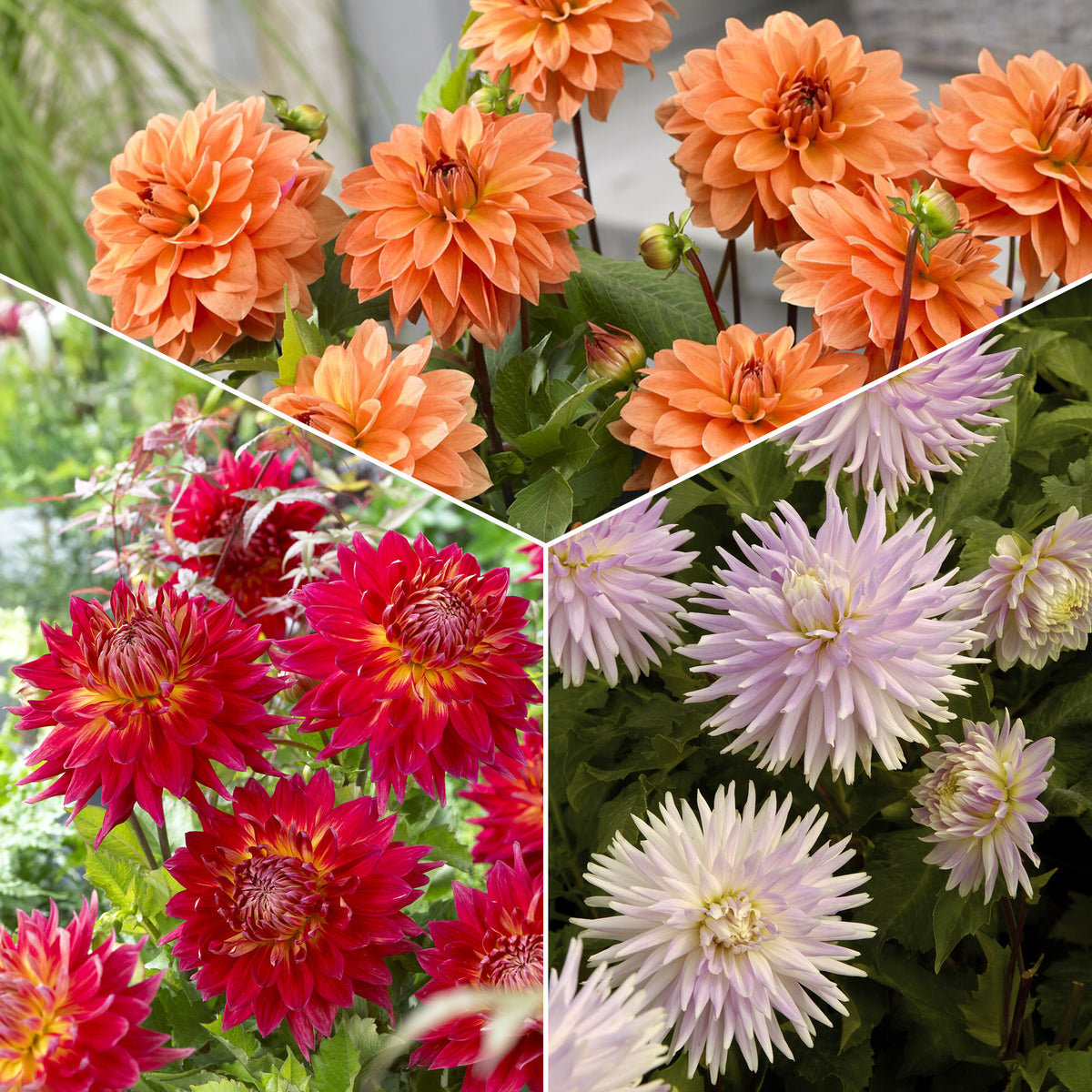 Dahlia - Mix (x5) - Bakker