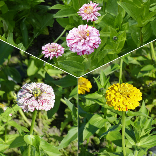 Zinnia Mix 'Peppermint Stick' - Bakker