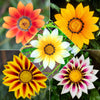 Gazania splendens Mix (x3) - Bakker
