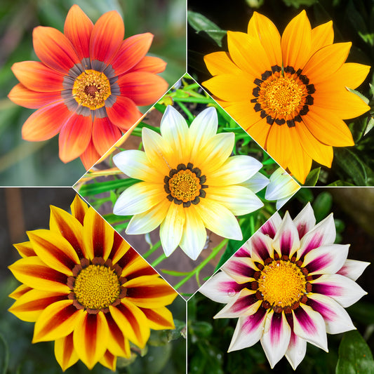 Gazania splendens Mix (x3) - Bakker