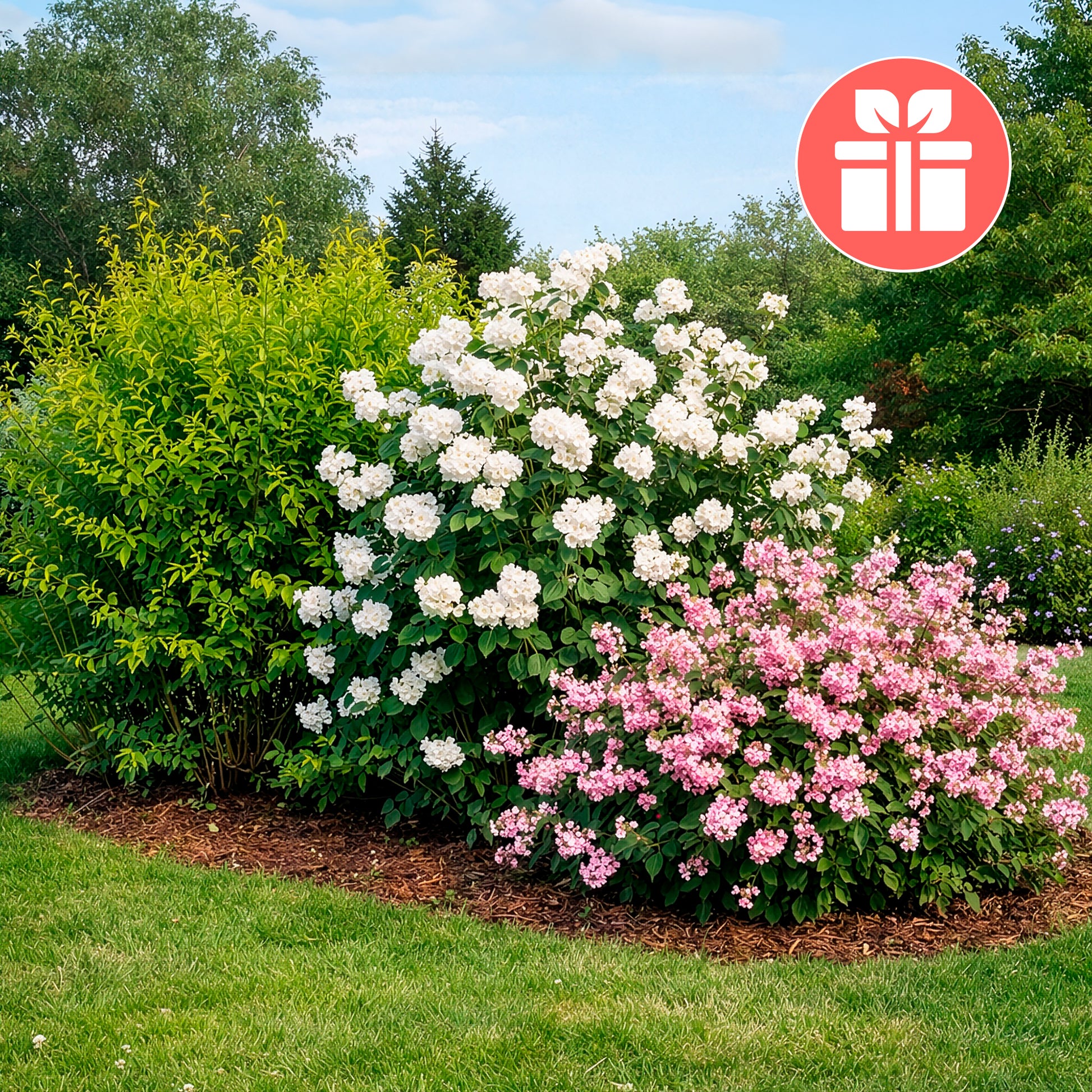 3 struiken als cadeau - Weigela Bristol Ruby,Philadelphus Virginal,Forsythia int. Spectabilis - Bakker