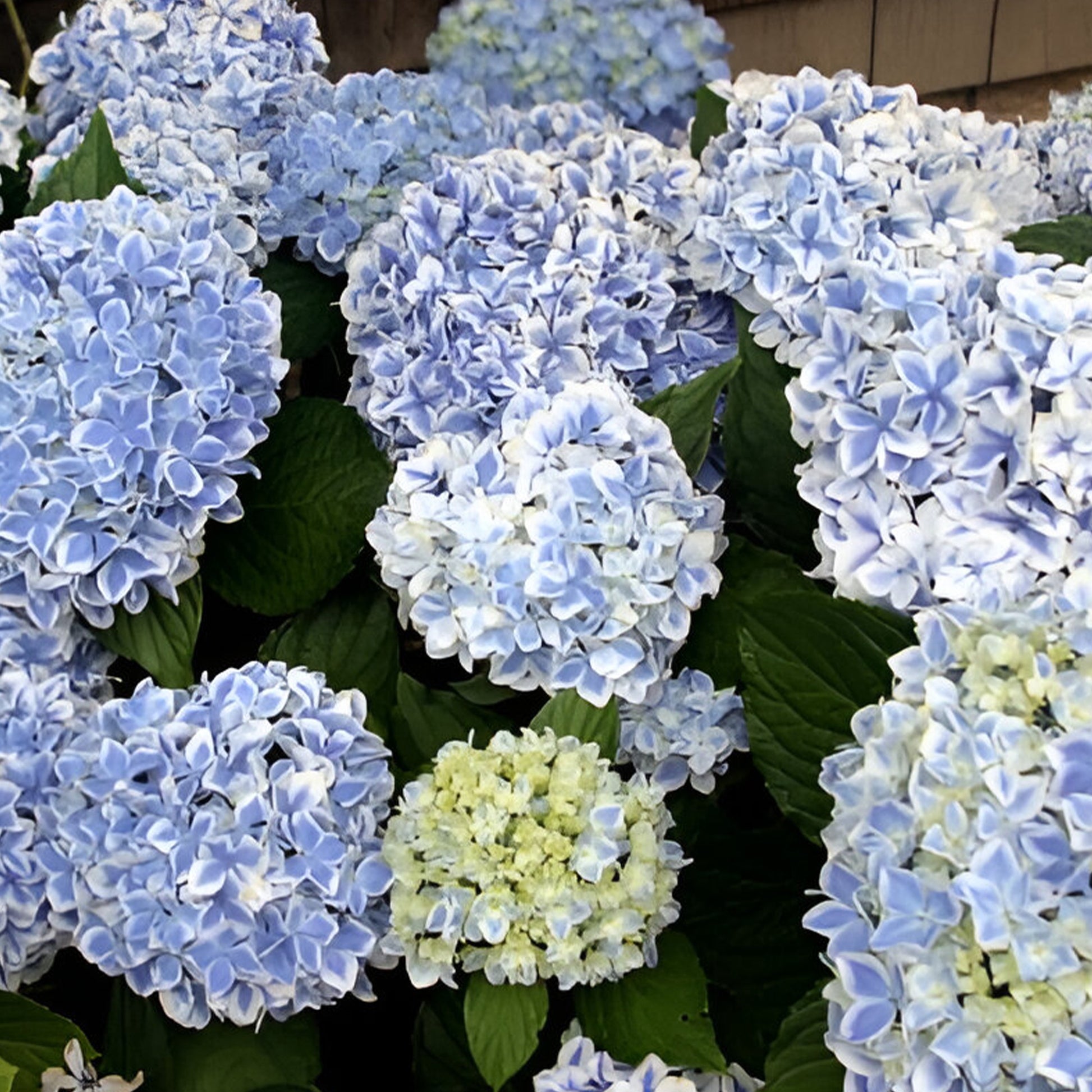 Hydrangea macrophylla peppermint - Boerenhortensia 'Peppermint' - Hortensia macrophylla