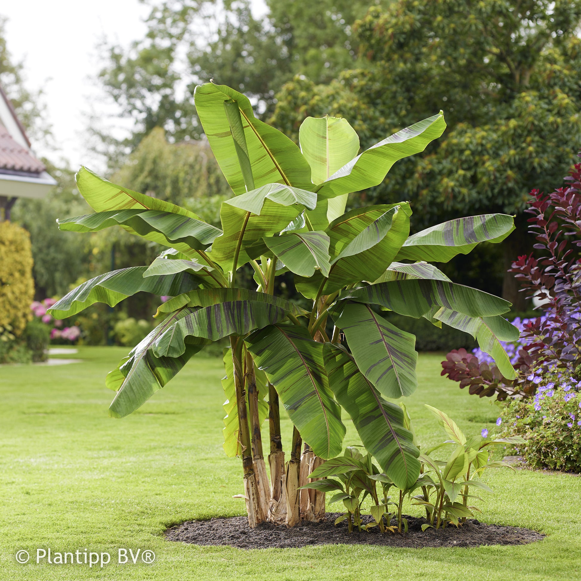 Verkoop Japanse Bananenplant Ever Red