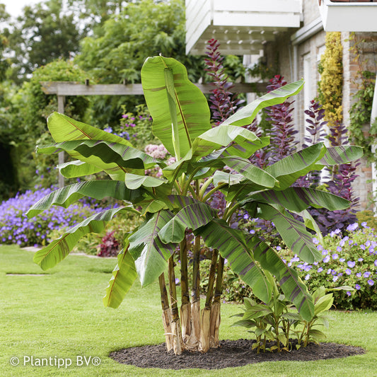 Japanse Bananenplant Ever Red