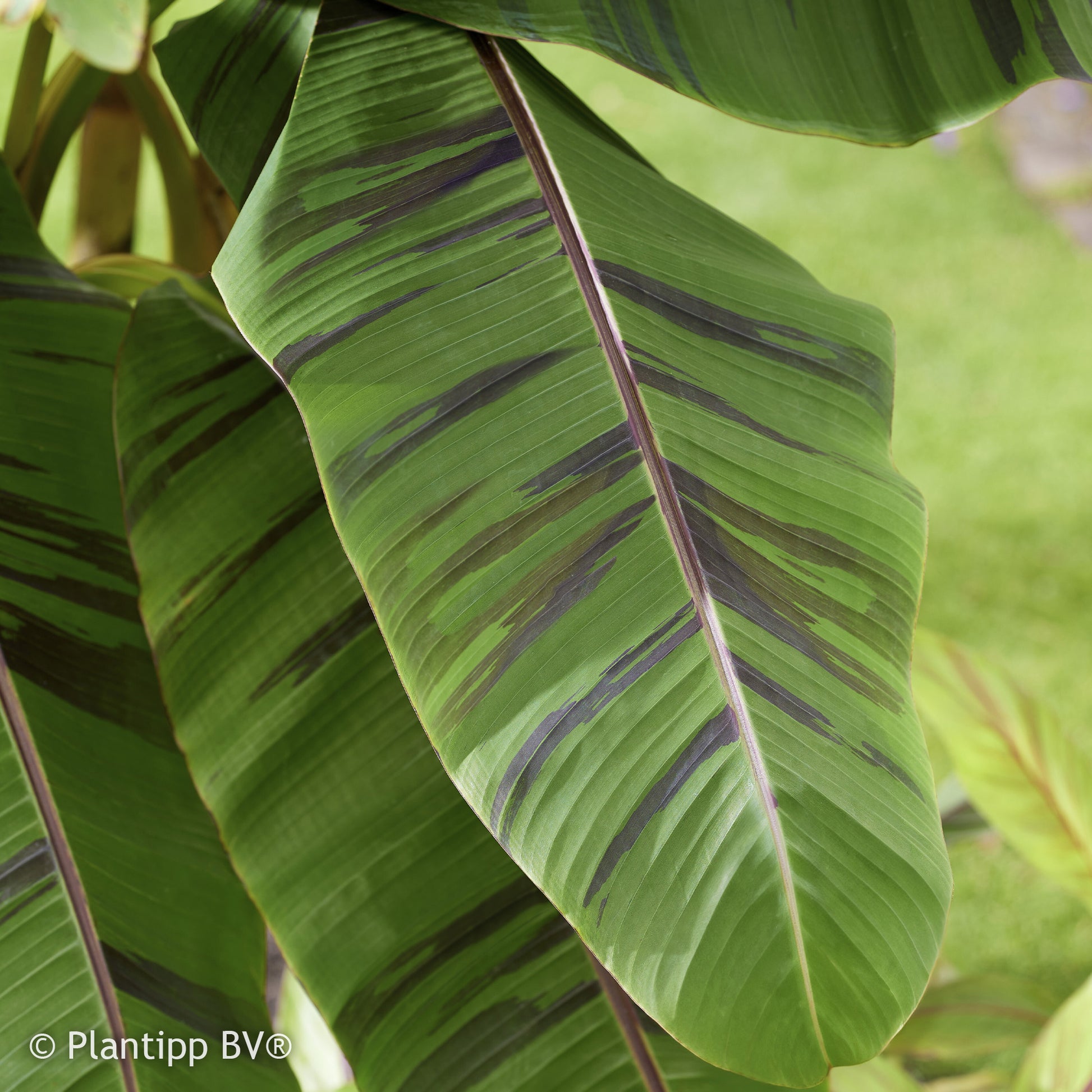 Verkoop Japanse Bananenplant Ever Red - Musa sikkimmensis Ever Red
