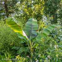 Musa sikkimmensis Ever Red - Japanse Bananenplant Ever Red - Bananenplant
