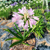Afrikaanse lelie 'Blush Pink' - Agapanthus Blush Pink - Bakker