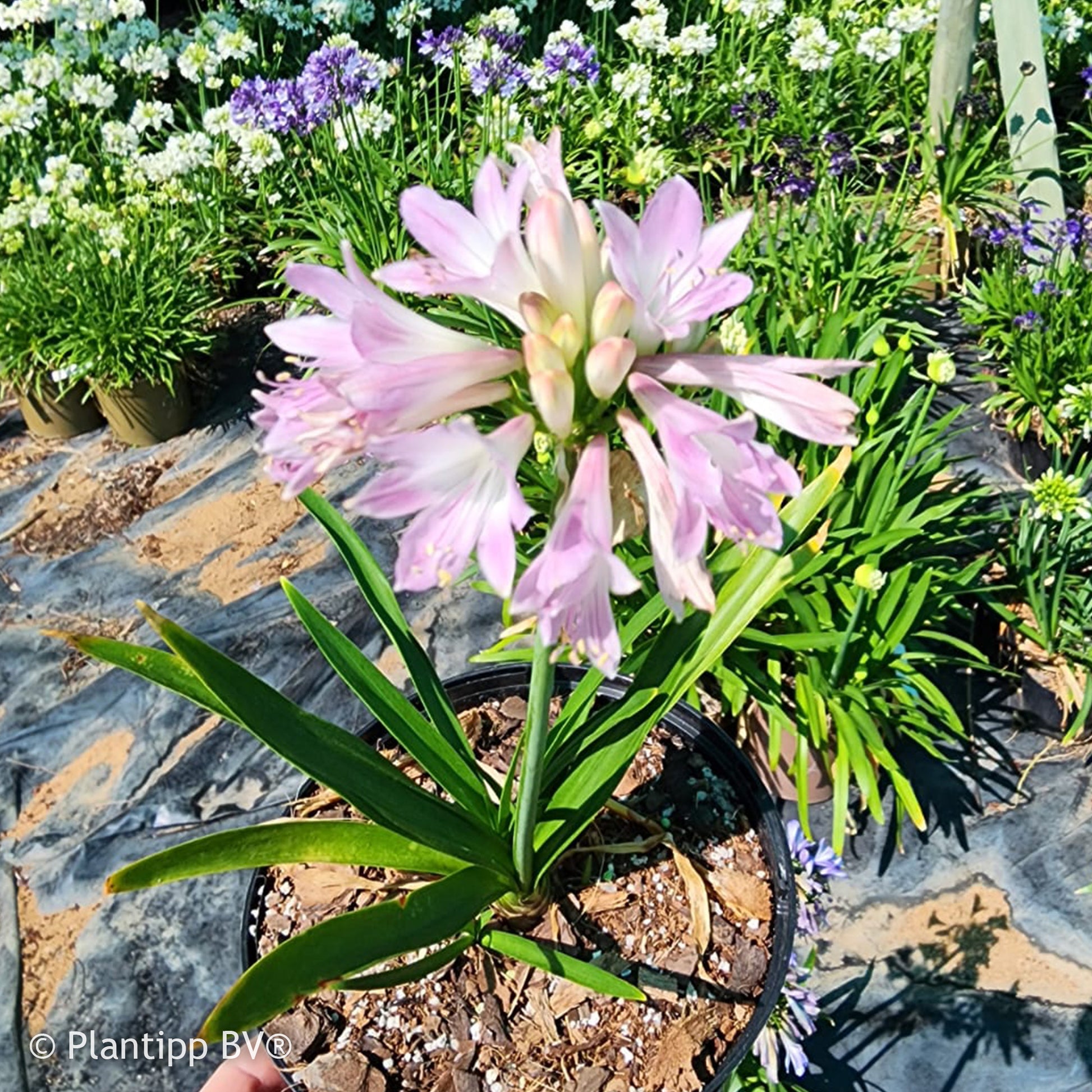 Afrikaanse lelie 'Blush Pink' - Agapanthus Blush Pink - Bakker