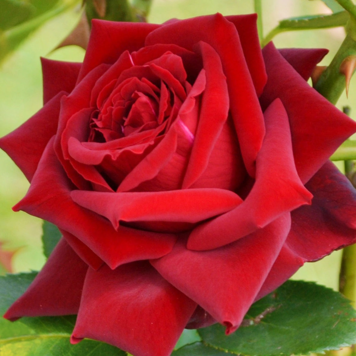 Grootbloemige roos 'Grande Amore' - Rosa Grande Amore ® - Bakker
