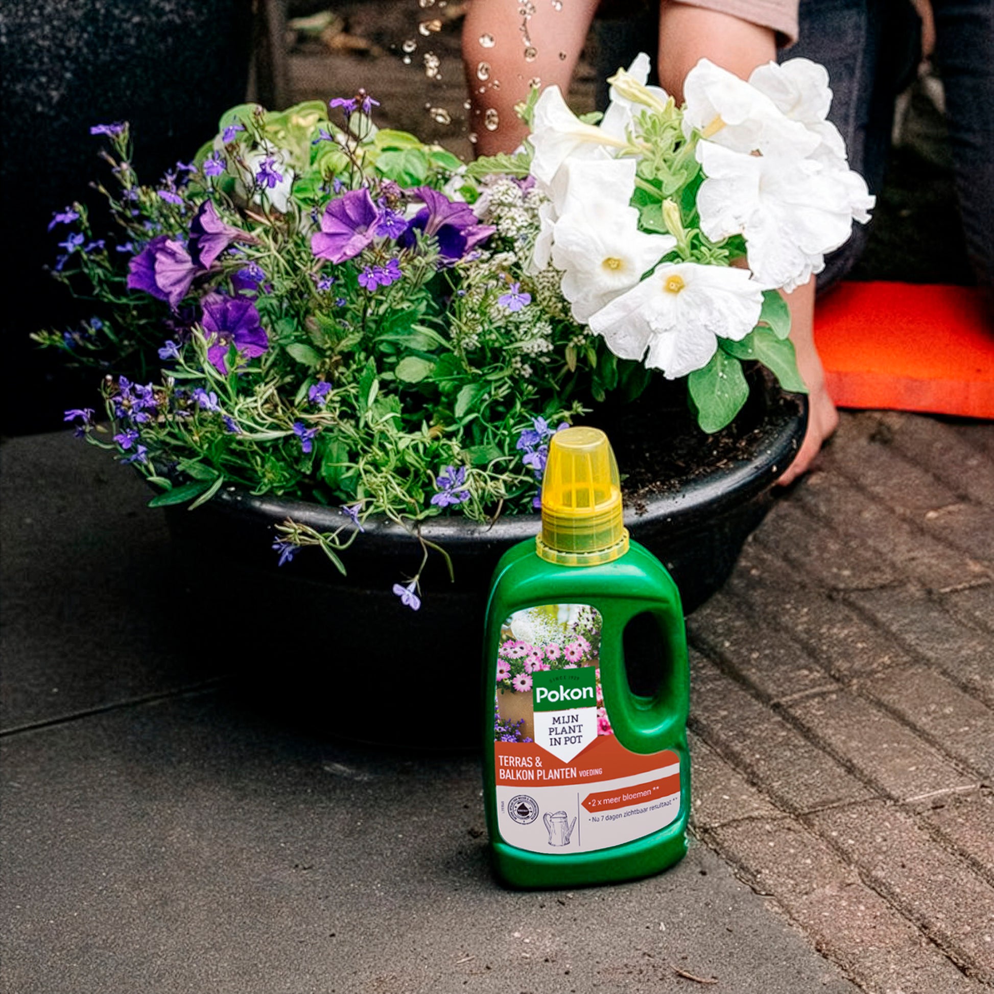 Pokon meststof voor terras- en balkonplanten -  - Bakker